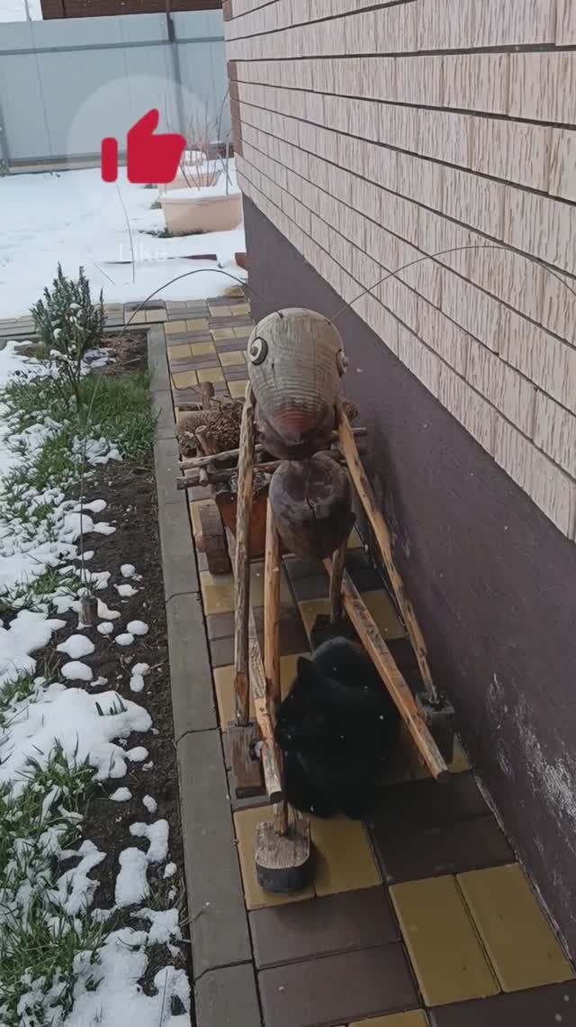 Два друга Мурзик и Муравей! 24.02.2025 #Shorts