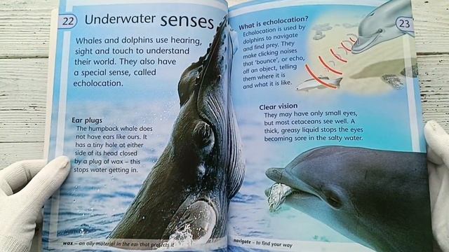 Обзор книги Whales and Dolphins. Ссылка на наш магазин в ВК в шапке профиля. смотреть онлайн