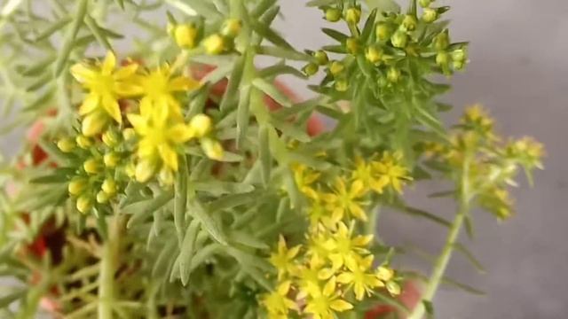 beautiful bloom yellow flowers🌸🌺🌻🌹🌷🌼💐 coral sedum succulent 🤩🤩🤗🤗🤗 смотреть онлайн