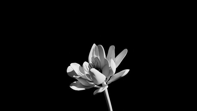 blooming flower motion - Blender смотреть онлайн