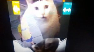 чипи чипи часа чапа