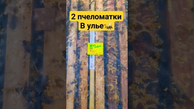 Две матки в одном улье. Изоляция маток в зиму 30.09.23 #пасека #пчеловодство #пчелы #мёд смотреть онлайн
