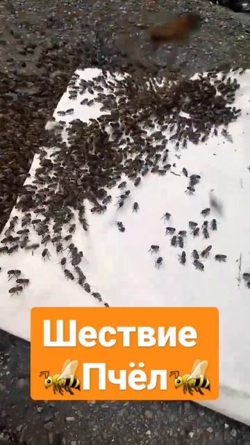 ❗Как пчёлы идут за маткой #пчеловодство #пчелы #пасека #роеловство #рой #мёд #природа смотреть онлайн