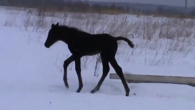 Гасконь и Гжель смотреть онлайн