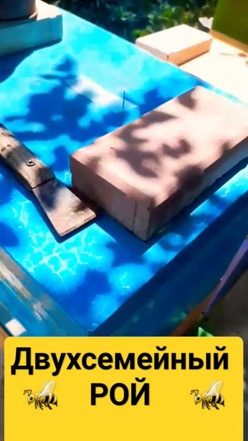 ❗Двухсемейный Рой. #пчеловодство #пасека #роеловство #рой #пчелы смотреть онлайн