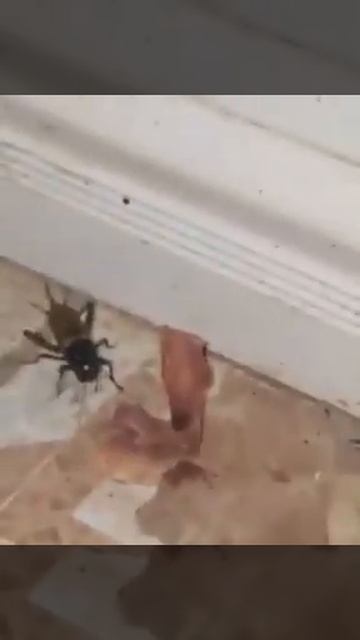 شوية زين وكانت هى تحل المشكله شعب مالوش حل 😂😂😂😂 смотреть онлайн