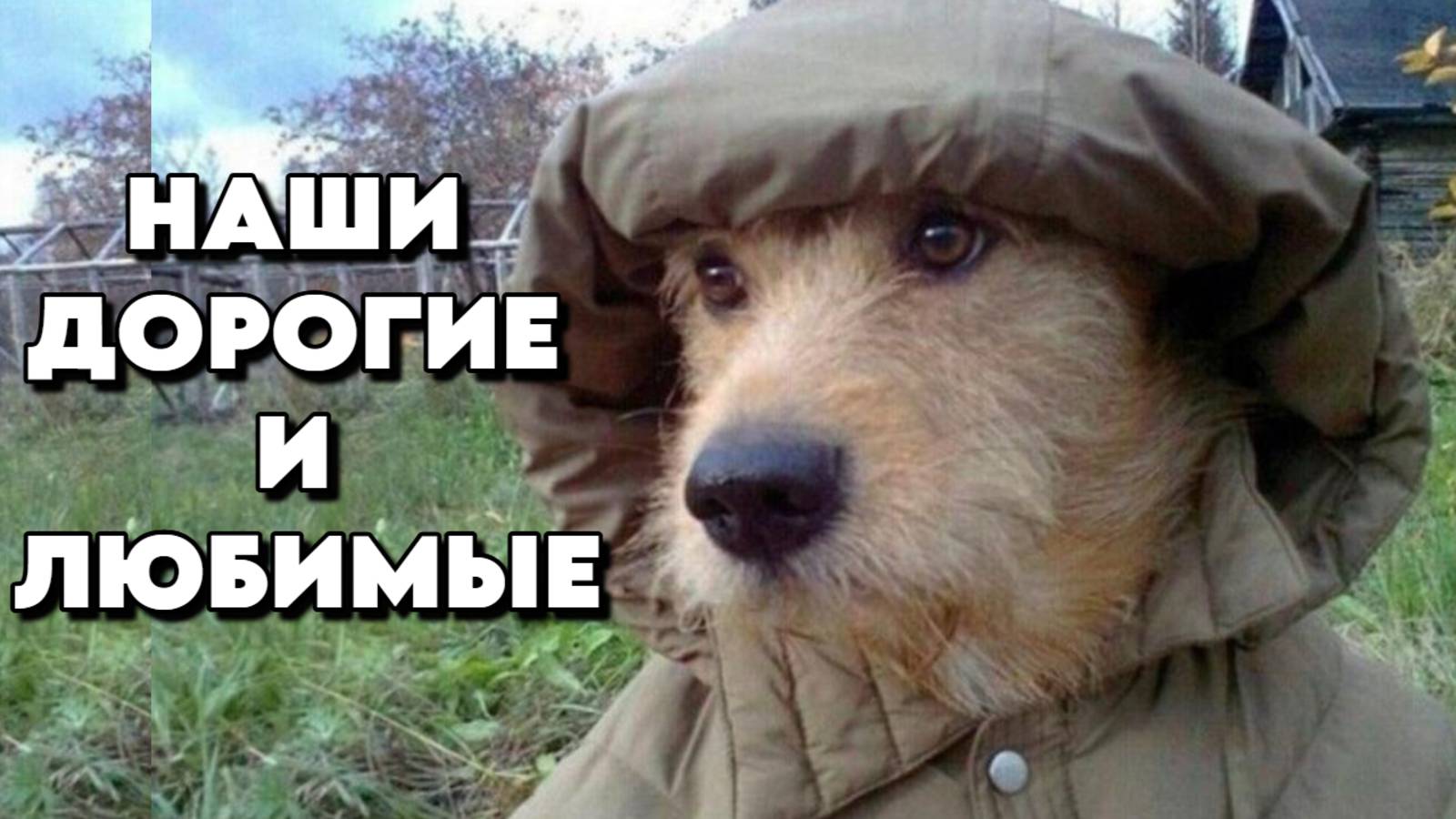 837 Интересно/Жизнь/Питомцы/Отдых/Краснодарский край смотреть онлайн