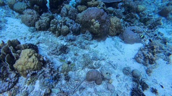 Эпизод 10: «Погружение в Глубину: Исследуем Подводный Мир Тихого Океана»