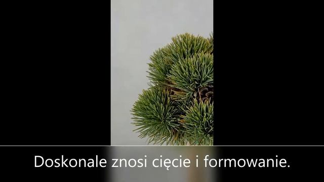 Sosna drobnokwiatowa M par 22- Dużo szyszek utrzymujących się na długie lata смотреть онлайн