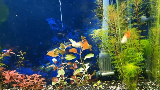Echinodorus Ozelot смотреть онлайн