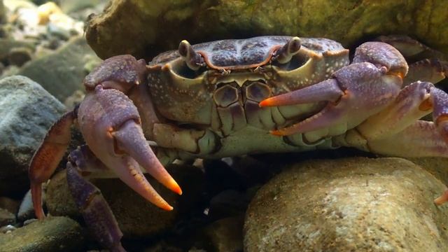 Fresh water crab mating. смотреть онлайн