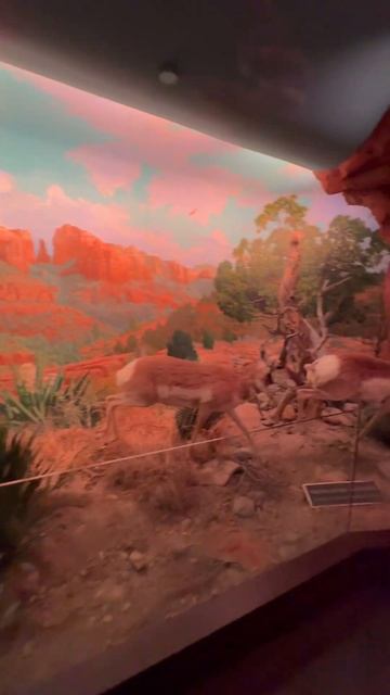 Some Cool Animals You Would Find In The Grand Canyon National Park | Wonders Of Wildlife Museum смотреть онлайн