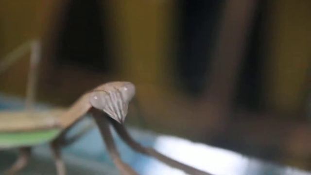 Tenodera sinensis смотреть онлайн