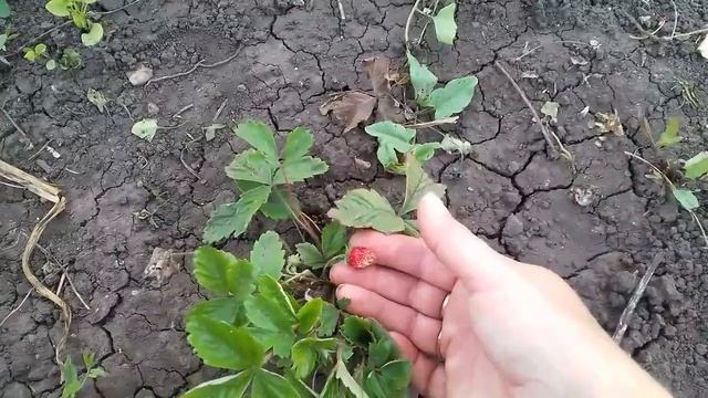 Что стало с лопухом после обработки. !? смотреть онлайн