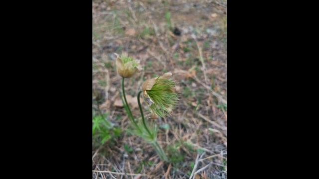 Тихое веяние. Игорь. смотреть онлайн