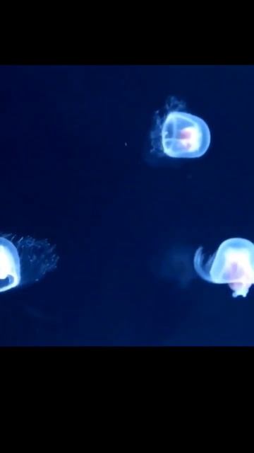 अमर है ये Jellyfish||Turritopsis Dohrnii||#shorts #shortvideo #viral #fact #sea #jellyfish #trendin смотреть онлайн