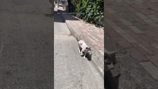 Her Canlı Mutlu Yaşamalı 😊🙏