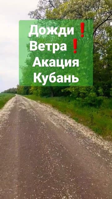 ❗Акация. дожди. ветра. Кубань всё как всегда.20.05.2023 #пчеловодство #пасека #пчелы #мёд #акация смотреть онлайн
