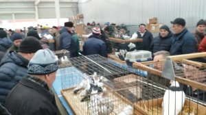 1.03.2025г Голубиный Рай Москва ч. 3