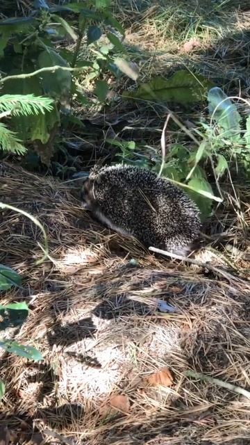 Ёжик пришел в гости 🦔 смотреть онлайн