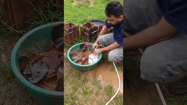 Planting of Water Lily / Lotus ( Kundapur, Udupi, Mangalore, Karnataka, India ) смотреть онлайн