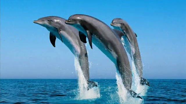 imagenes de delfines - video de delfines - fotoretoque. смотреть онлайн