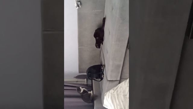 Влог дэны! 🤯 "кошки играют?" Дэна в шоке😅 смотреть онлайн