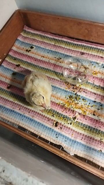 Павлин часть -2 смотреть онлайн