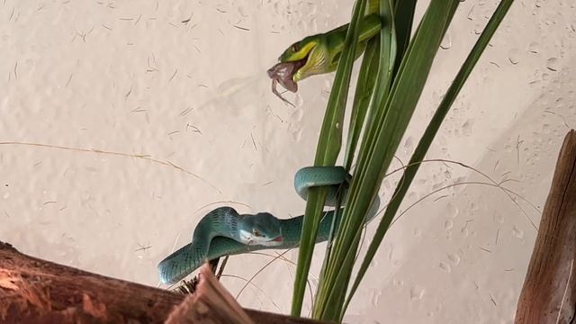 Feeding 8 DEADLY baby pit vipers! Will they all eat?!?! - duffdoesnaturestuff смотреть онлайн