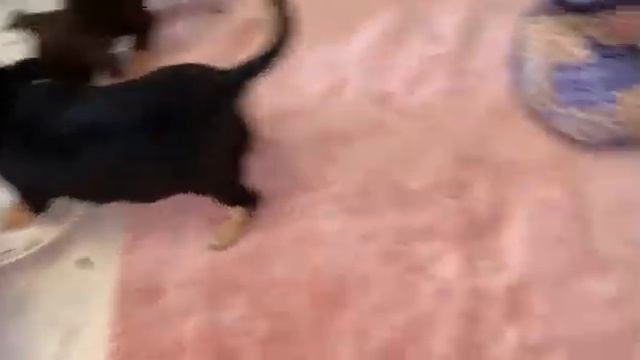 Лопают с большим удовольствием, как корова языком слизала. смотреть онлайн