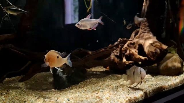 "Creation" 9/5/2021 South American Tank смотреть онлайн