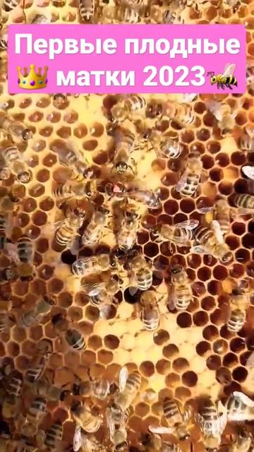 Первые плодные матки 2023. Лунц. #пчелы #пчеловодство #пасека #матководство #карника смотреть онлайн
