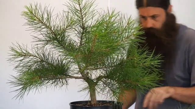 Lacebark pine bonsai training. смотреть онлайн
