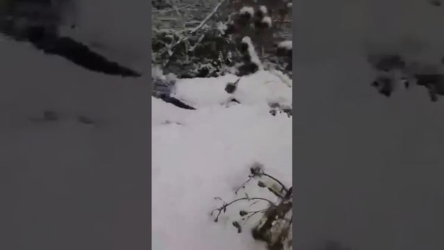 Новый год ворона смотреть онлайн