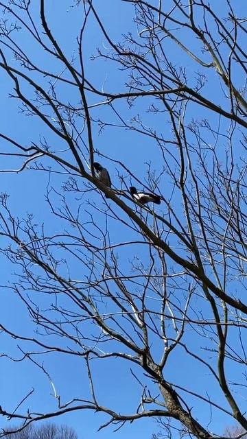 Две влюблённые вороны смотреть онлайн
