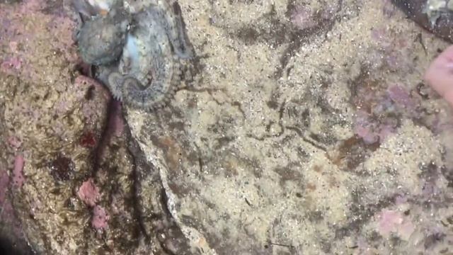 Octopus Encounter смотреть онлайн