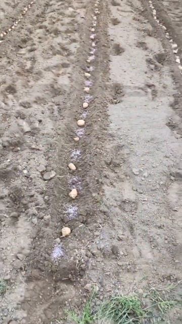 Planting Potatoes and onion spring garden season 2022 смотреть онлайн