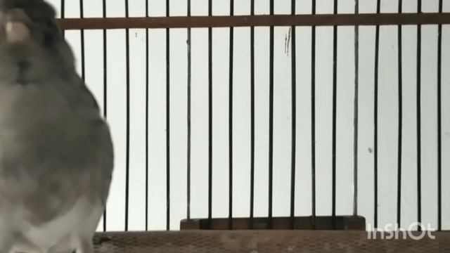 Canário Belga Salsa Cantando Disparado - como fazer um canário cantar - Canto De Canario смотреть онлайн