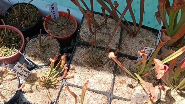 Sarracenias al Exterior Actualización Otoño 2024 | Ale Plants Plantas Carnívoras смотреть онлайн