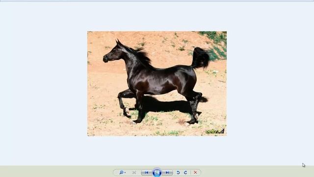 арабский скакун попробуй ты!!! смотреть онлайн
