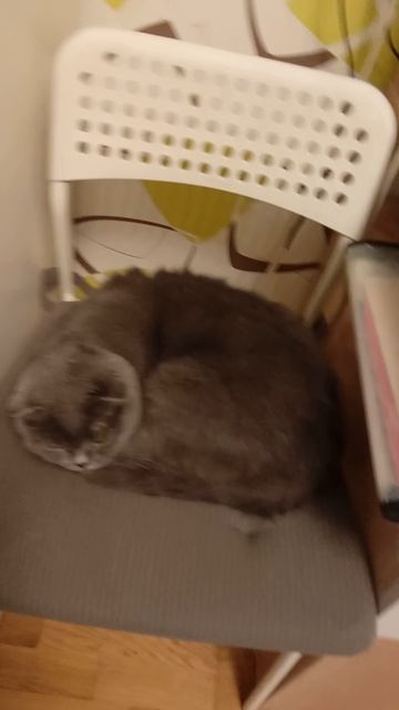 кошка shorts# (28 ЧАСТЬ)