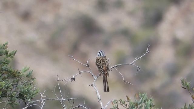 Singing Rock Bunting - Emberiza cia - Grijze gors / Rio Monnegre - Spain / 17-4-2016 смотреть онлайн