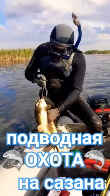 ❗Подводная охота на сазана. Ейск 10.07.2023 #рыбалка #рыбы #подводнаяохота #охота смотреть онлайн