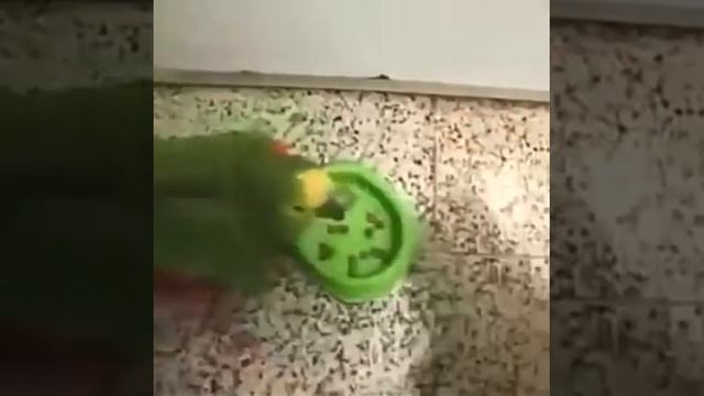 Надаэла птица