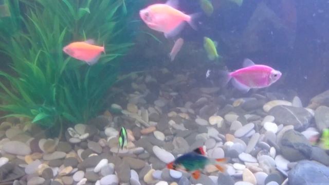 Аквариум 300 литров! Запуск новых рыбок Барбус, Гурами! смотреть онлайн