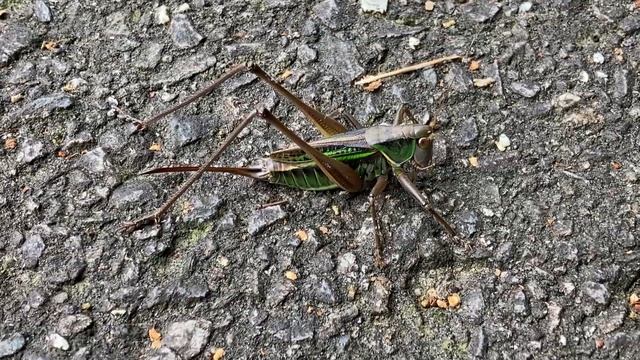ヒガシキリギリス緑色型♀ (2024年07月24日) | A Female East Japan Katydid Green Form (July 24, 2024) смотреть онлайн