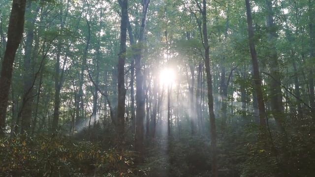 Лес...и спокойная музыка! смотреть онлайн