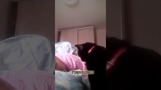 ночной тык-дык#shorts #чтослучилосьзадень #приколы смотреть онлайн