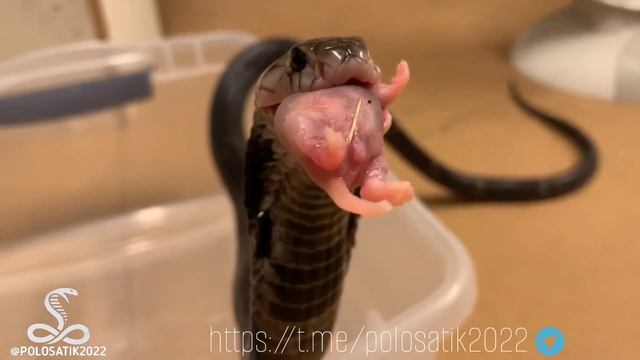 Китайская кобра (лат. Naja Atra)