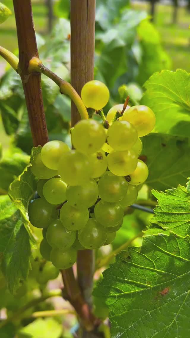 Вино из Новой Зеландии – ЛУЧШЕЕ В МИРЕ? #новаязеландия#вина#виноделие#вино#винодельня#дегустациявина смотреть онлайн